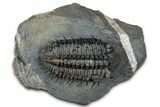Super Spiny Drotops Armatus Trilobite - Morocco #359146-3
